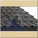-23-05-13-Delbrueck-aeffchen-2.jpg